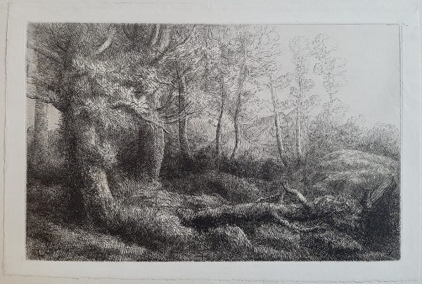 Alphonse Legros a woodland study
